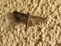 Ornate Hydriris Moth - Hodges#5127 - photo 4