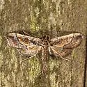 Ornate Hydriris Moth - Hodges#5127 - photo 5