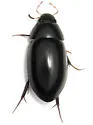 Hydrobiomorpha casta - photo 2