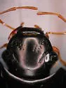 Hydrobiomorpha casta - photo 3