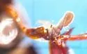 Hydrobiomorpha casta - photo 4