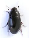 Hydrobiomorpha casta - photo 5