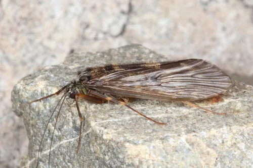 Hydrobiosidae - Hydrobiosidae