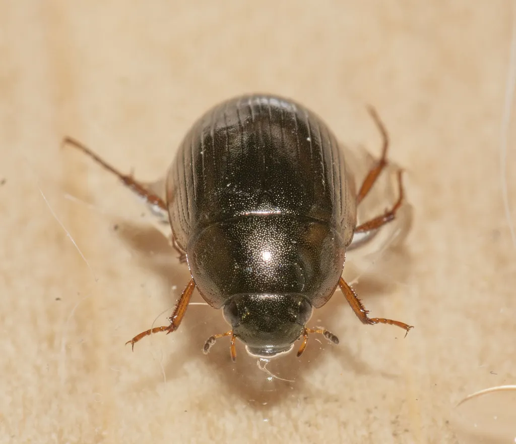 Hydrobius fuscipes - photo 2
