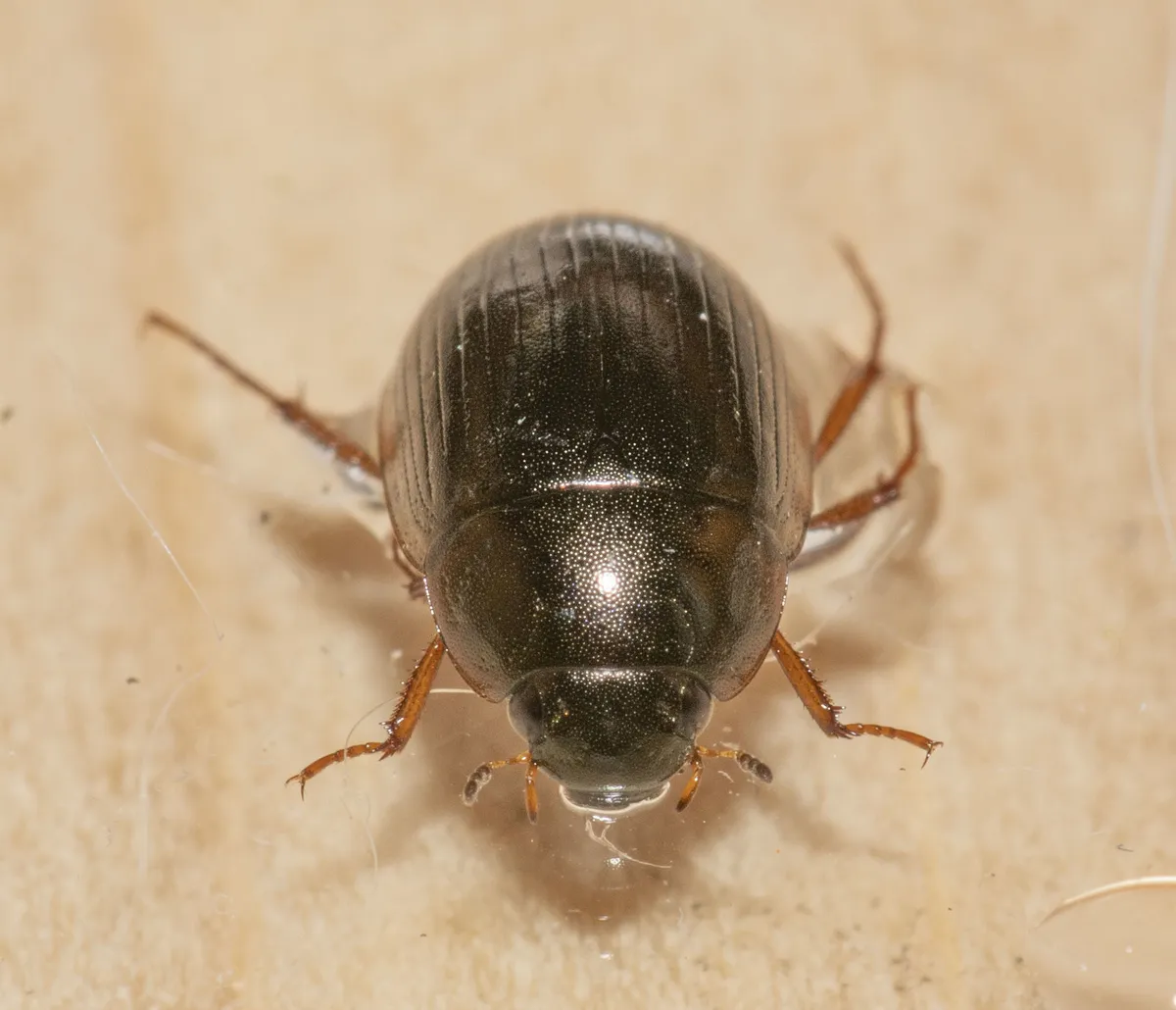 Hydrobius fuscipes - photo 3