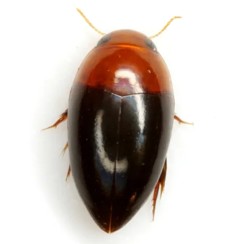 Hydrocanthus atripennis - photo 2
