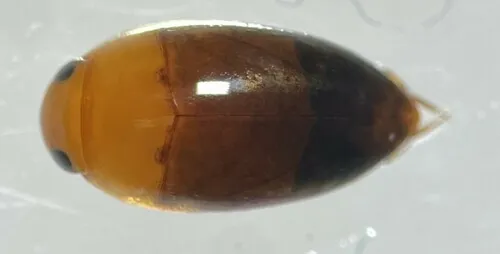 Hydrocanthus oblongus - photo 2