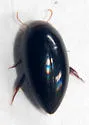 Hydrocanthus regius