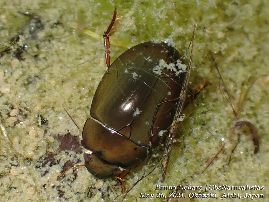 Hydrochara affinis - photo 2