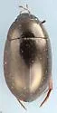Hydrochara brevipalpis