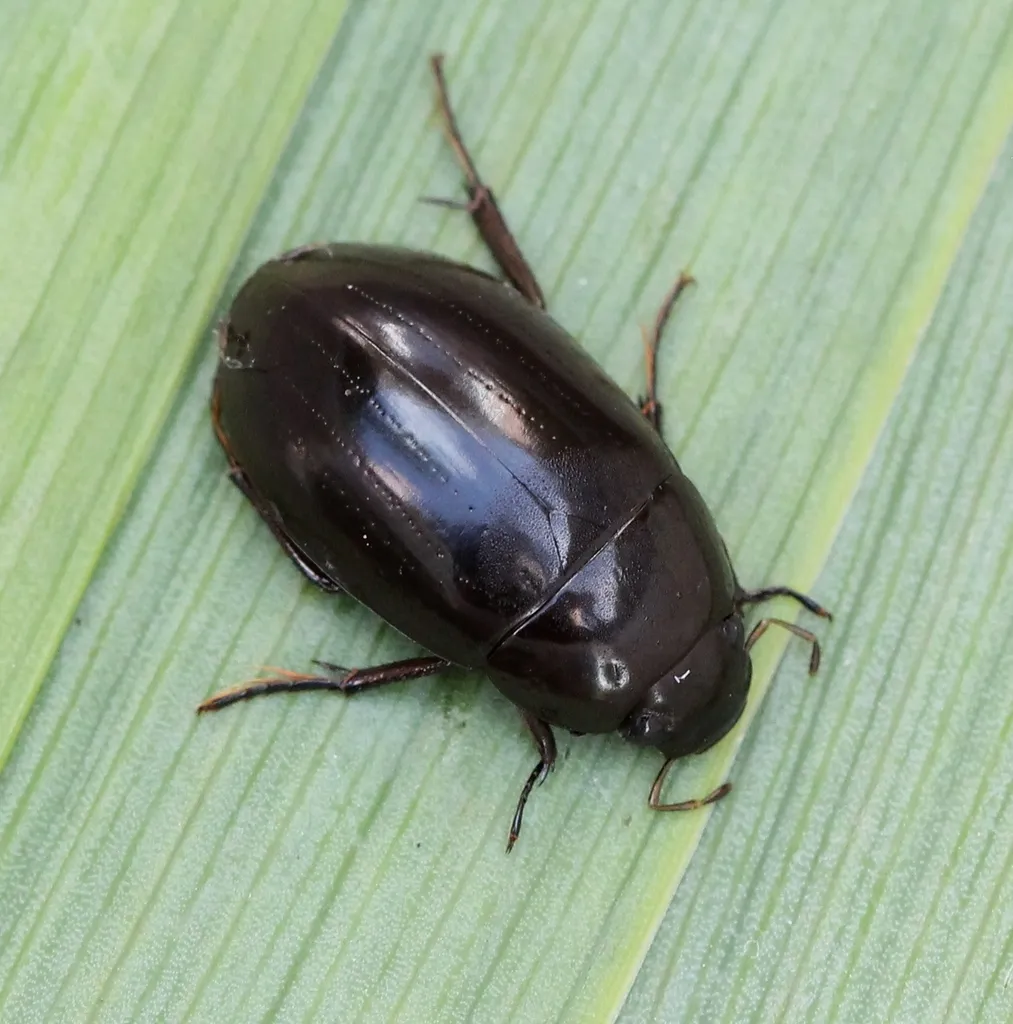 Lesser Silver Water Beetle - photo 2