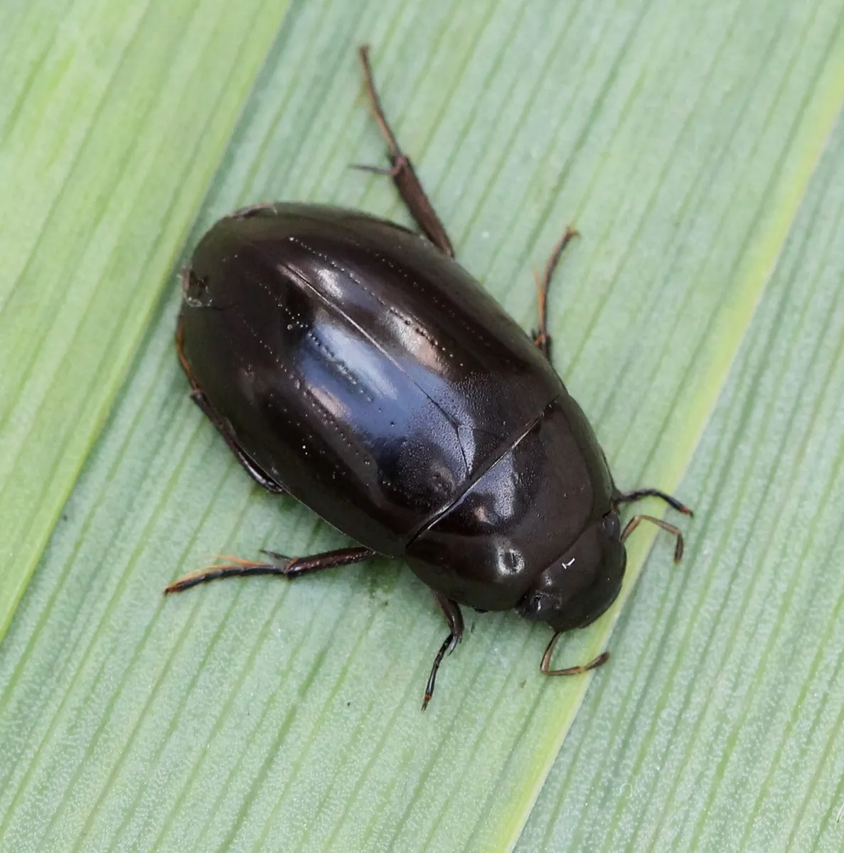 Lesser Silver Water Beetle - photo 3