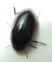 Hydrochara obtusata