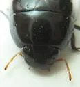 Hydrochara obtusata - photo 2