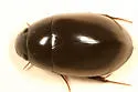 Hydrochara obtusata - photo 3