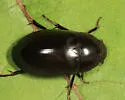 Hydrochara obtusata - photo 5