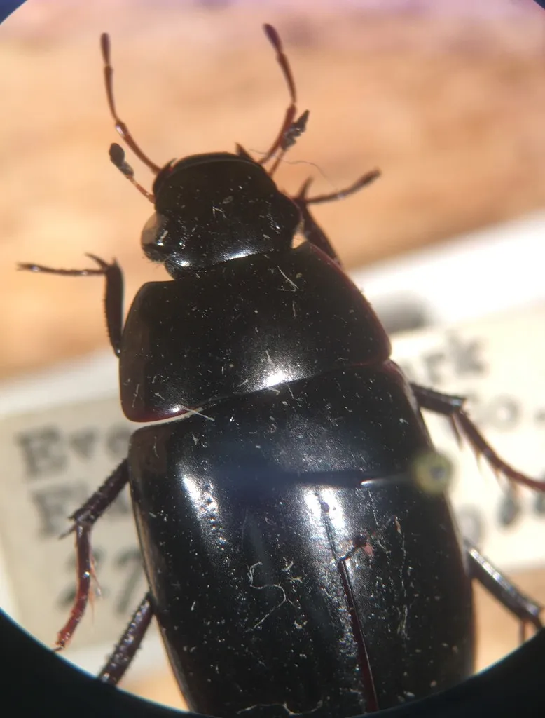 Hydrochara occulta - photo 2