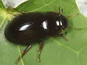 Hydrochara soror - photo 3
