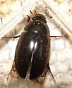 Hydrochara spangleri