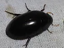 Hydrochara spangleri - photo 3