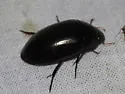 Hydrochara spangleri - photo 4