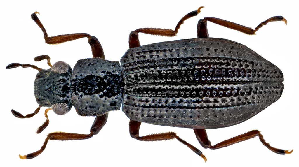 Elongate Water Scavenger Beetles - Hydrochidae