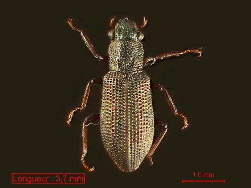 Hydrochus angustatus