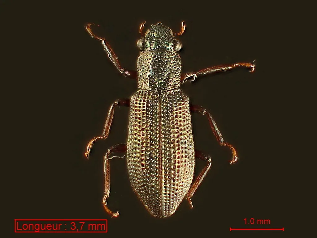 Hydrochus angustatus - photo 2