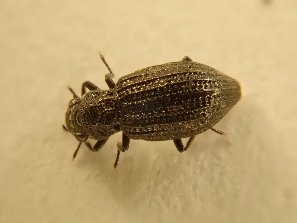 Hydrochus brevis - photo 2