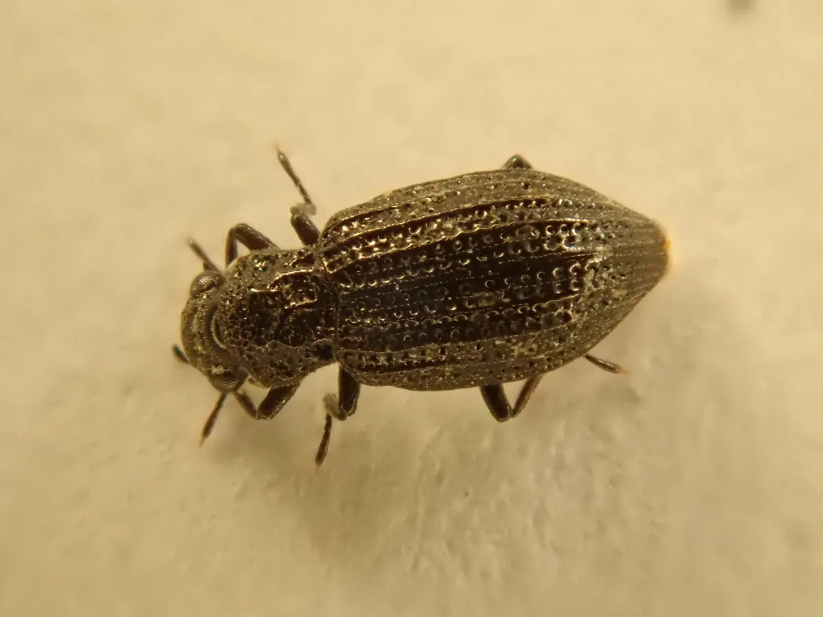 Hydrochus brevis - photo 3