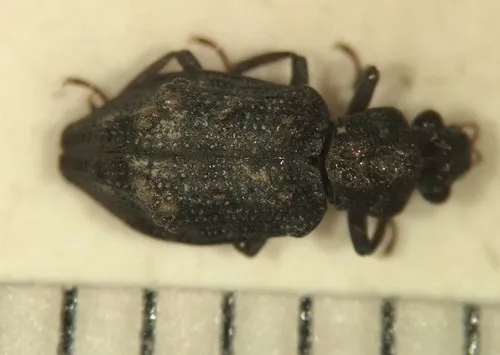 Hydrochus callosus