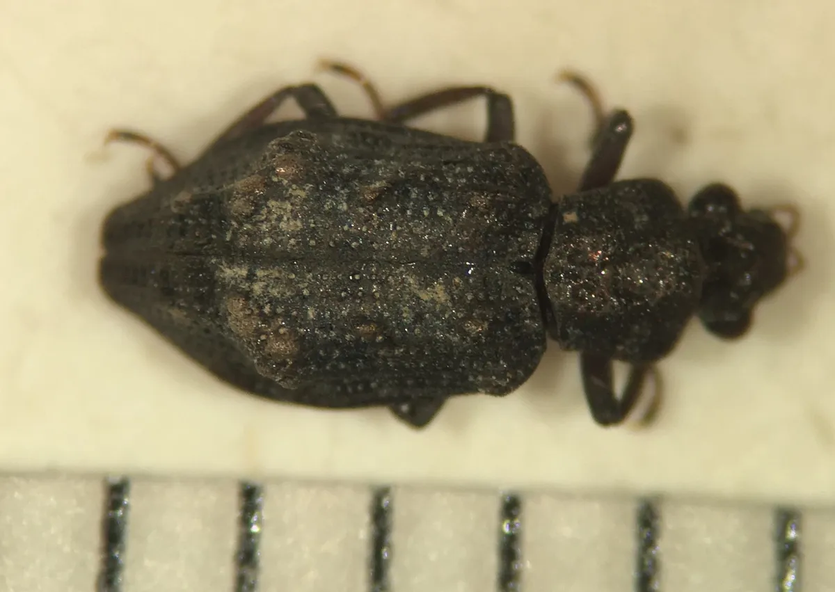 Hydrochus callosus - photo 2