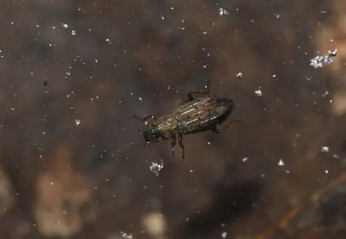 Hydrochus chubu
