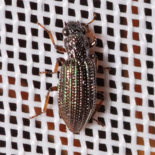 Hydrochus crenatus