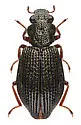 Hydrochus currani