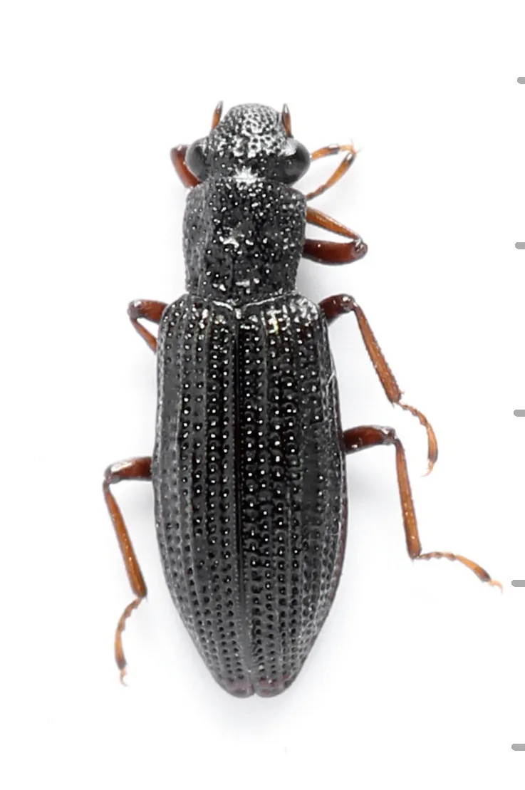Hydrochus elongatus - photo 3