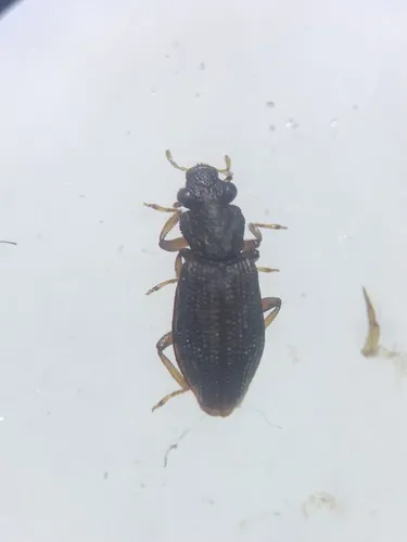 Hydrochus excavatus - photo 2