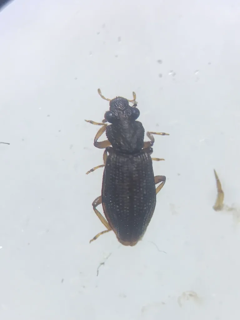Hydrochus excavatus - photo 3