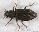 Hydrochus granulatus