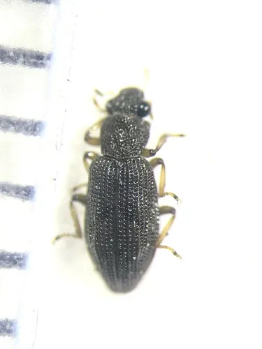 Hydrochus inaequalis