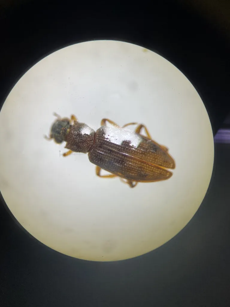 Hydrochus jaechi - photo 2