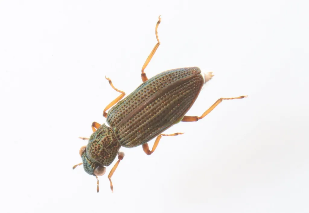 Hydrochus japonicus - photo 2