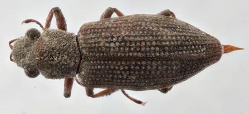 Hydrochus jiawanae