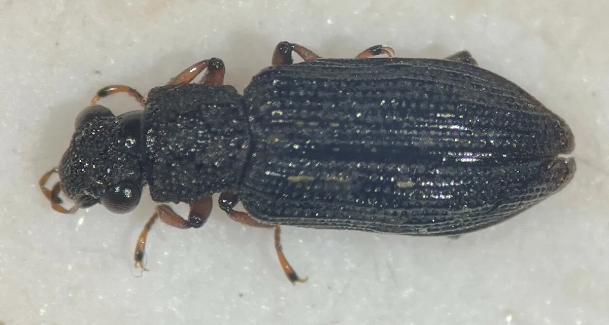 Hydrochus neosquamifer - photo 3