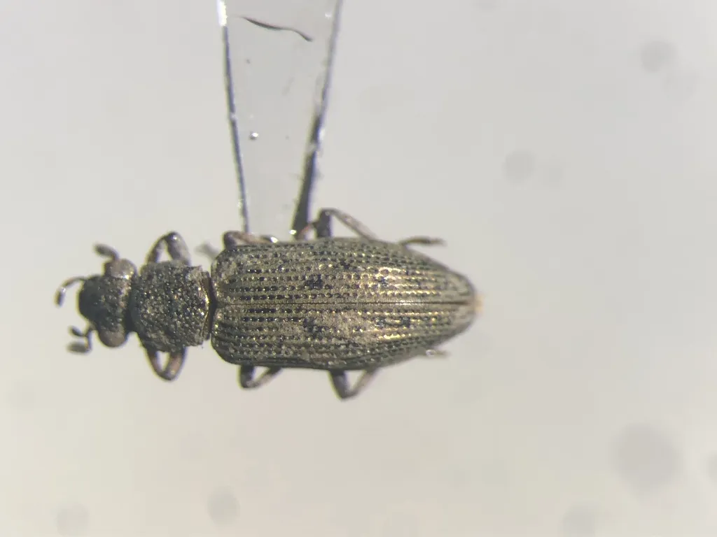 Hydrochus pseudosquamifer - photo 3