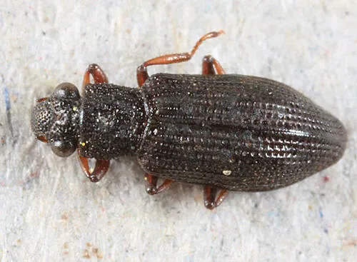 Hydrochus rufipes - photo 2