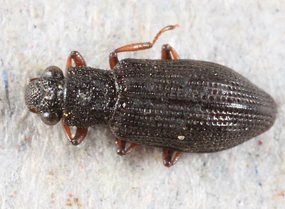 Hydrochus rufipes - photo 3