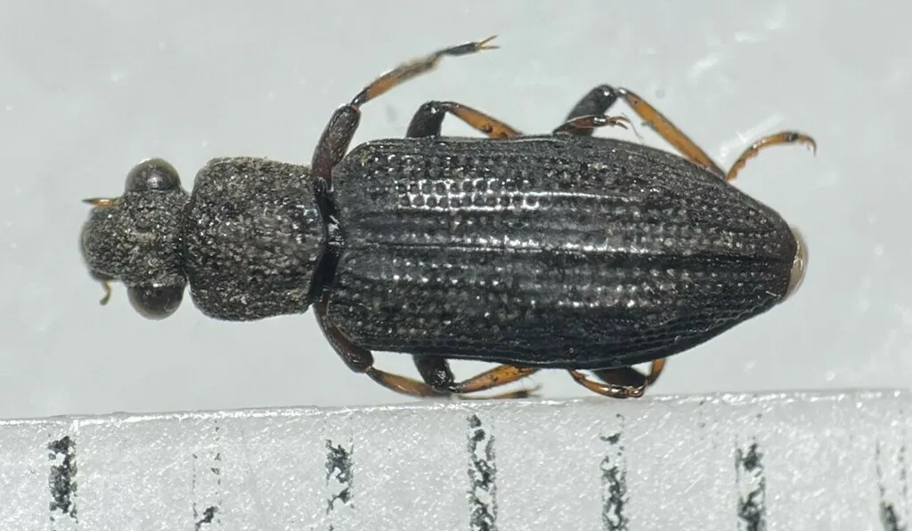 Hydrochus rugosus