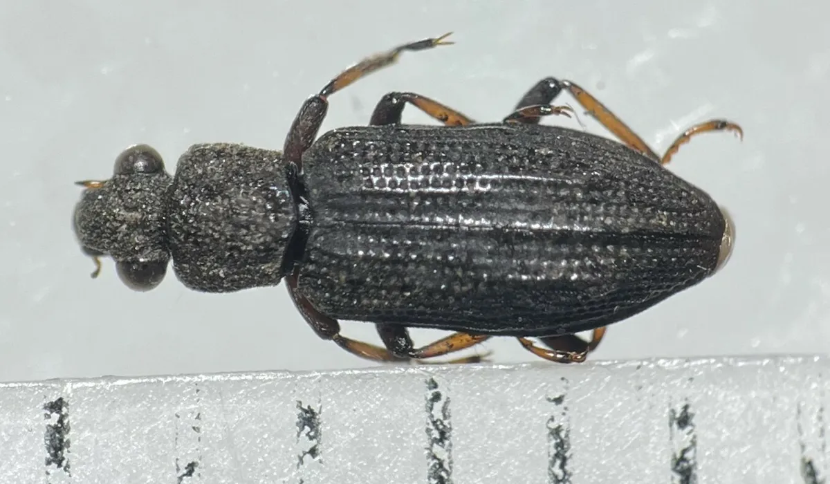 Hydrochus rugosus - photo 2