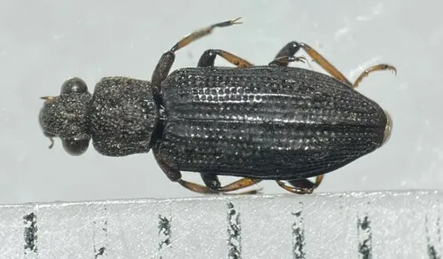 Hydrochus rugosus - photo 3